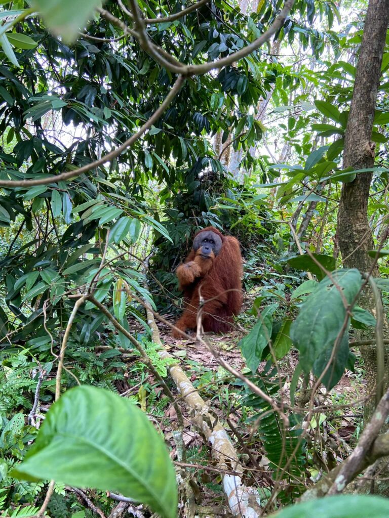 Orang-oetan zwaait naar de camera in Indonesië