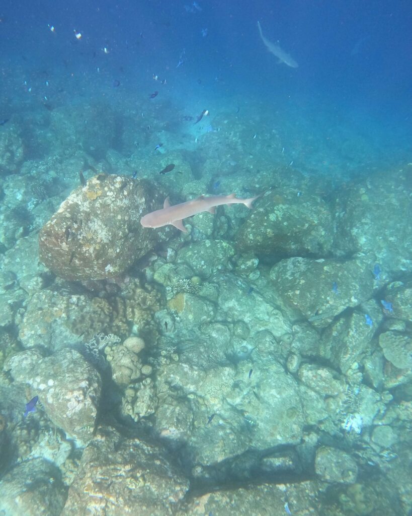 Haai gespot met snorkelen tijdens mijn rondreis Sumatra